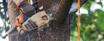 How Our Tree Care Process Works  in  Champion Heights, OH