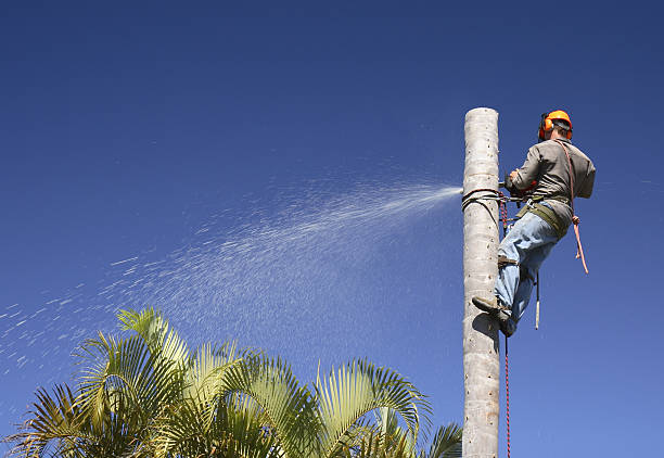 Best Root Management and Removal  in Champion Heights, OH