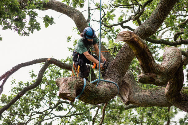 Best Tree Risk Assessment  in Champion Heights, OH