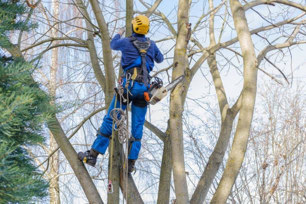 Seasonal Cleanup (Spring/Fall)