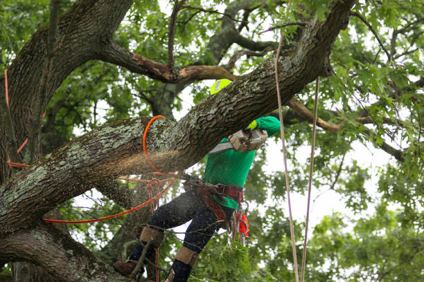 Best Hazardous Tree Removal  in Champion Heights, OH