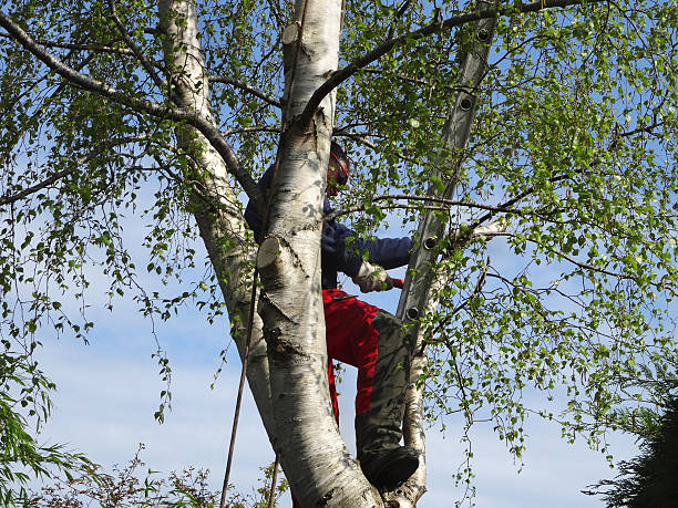 Best Tree Trimming and Pruning  in Champion Heights, OH