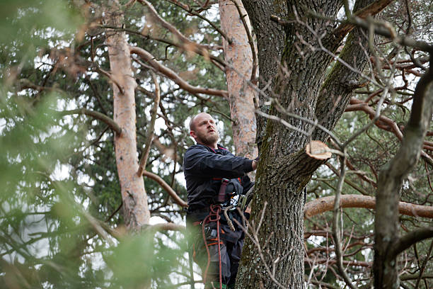 Best Hedge Trimming  in Champion Heights, OH