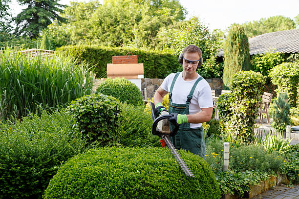 Tree and Shrub Care in Champion Heights, OH