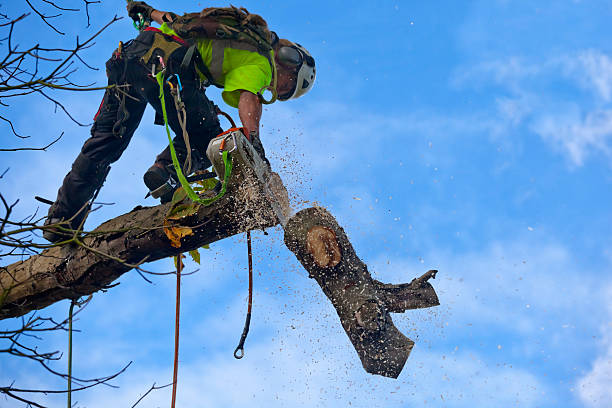 Trusted Champion Heights, OH Tree Services Experts