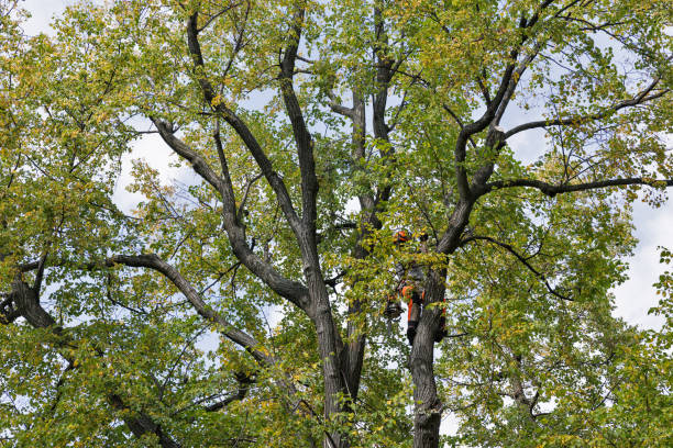 Best Tree Cabling and Bracing  in Champion Heights, OH